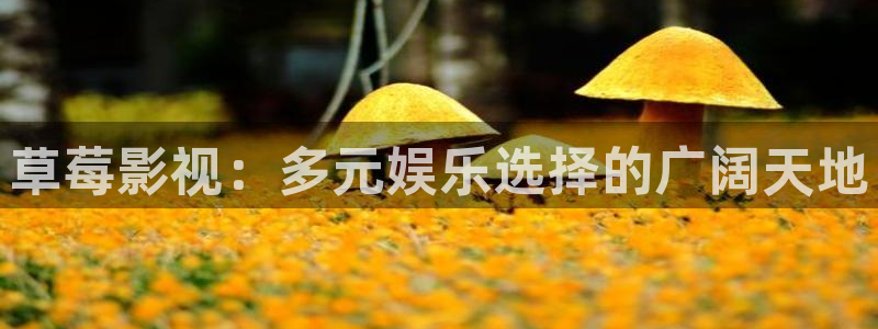 红叶影院免费观看电视剧
