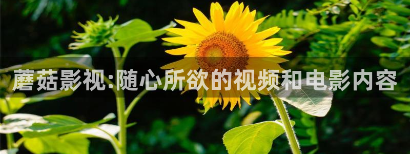 西安红叶影城